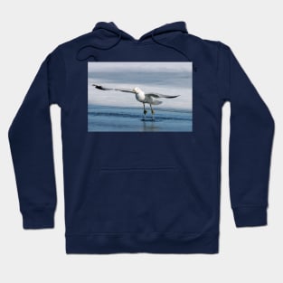 Ring billed gull Hoodie